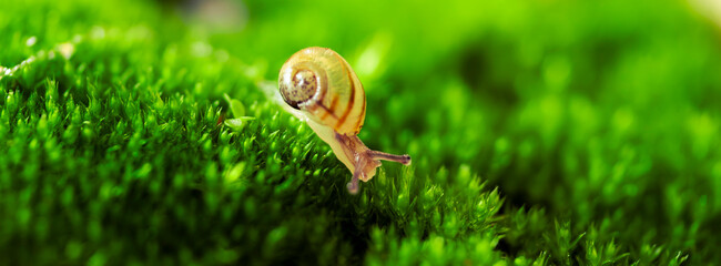 snail on green moss macro 3 © Percy