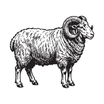 Handdrawn illustration of a ram with large curled horns isolated on white background