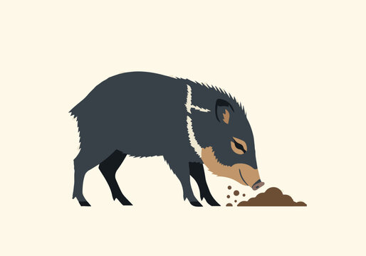 Wild boar foraging in natural environment