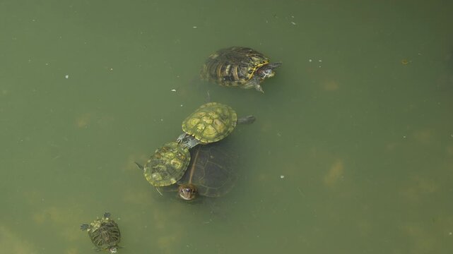 4K close up of baby Red-eared slider turtles performing courtship dance in water