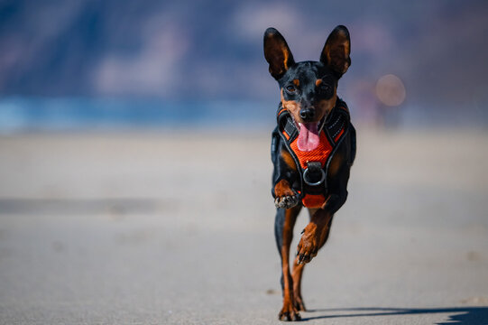 Energetic Miniature Pinscher Puppy Running and Sprinting Along Wet Sandy Beach Shoreline