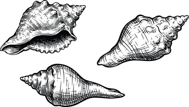Set of three detailed hand drawn sea shells in black and white ink sketch artistic style