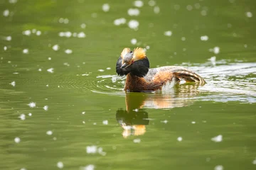A horned grebe swims in the lake. Close-up. Rare bird.  Red List © Shchipkova Elena