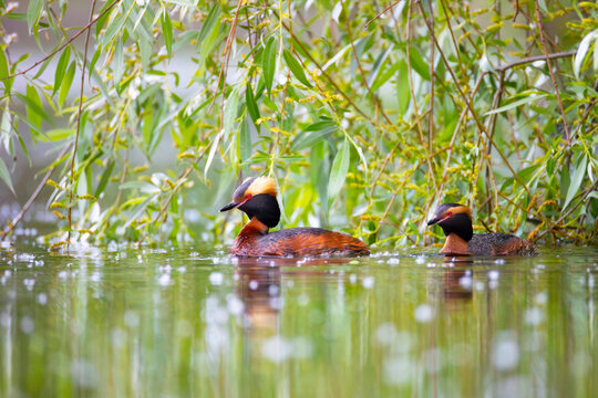 A horned grebe swims in the lake. Close-up. Rare bird.  Red List