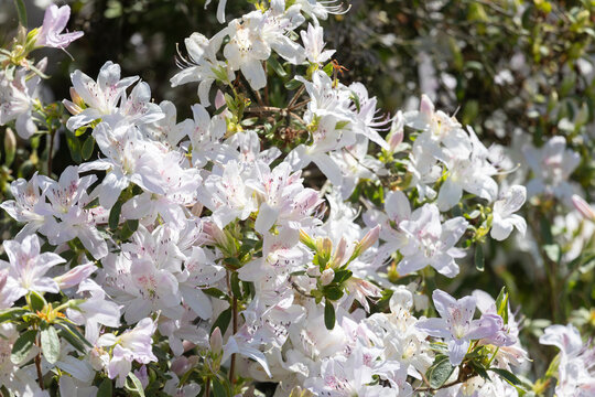 Blossoming white rhododendrons close up