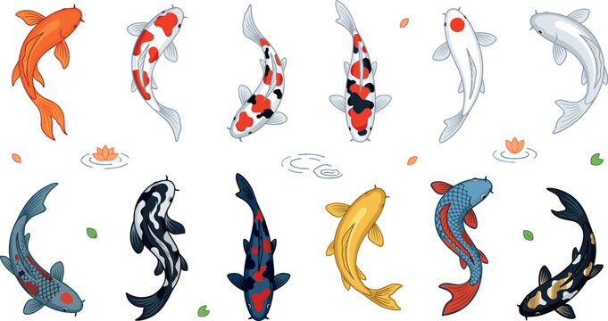Collection of colorful koi fish vector illustrations with traditional japanese nishikigoi carps swimming in a pond