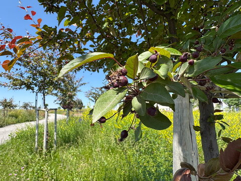 Beautiful Malus purpurea branch with small dark fruits in a sunny park. Close-up of purple crabapple tree leaves and berries, capturing ornamental botanical textures in summer nature scenery.