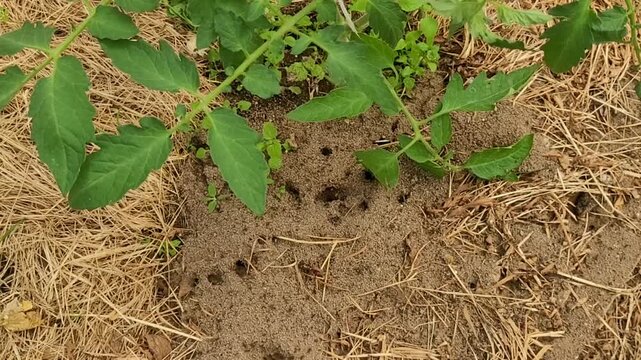 Anthill in the garden and greenhouse. Ants harm plants in the garden and greenhouse, insect control