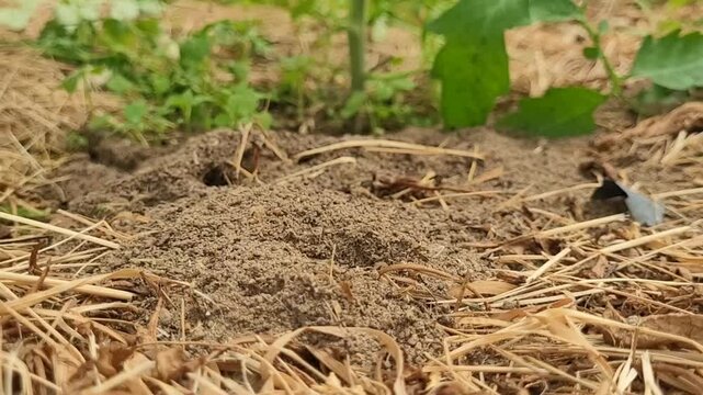 Anthill in the garden and greenhouse. Ants harm plants in the garden and greenhouse, insect control