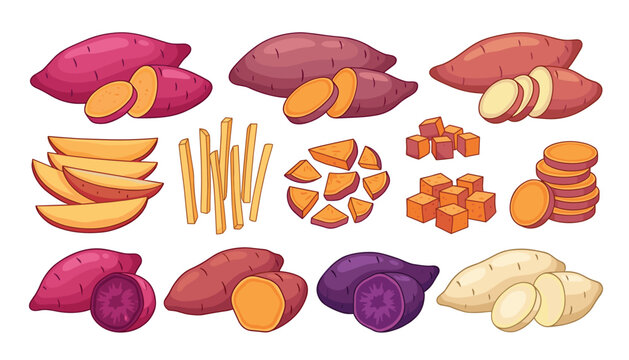 Sweet potato vector vegetable illustration set. Whole tubers, sliced pieces, potato wedges, french fries, cubes and purple yam varieties.