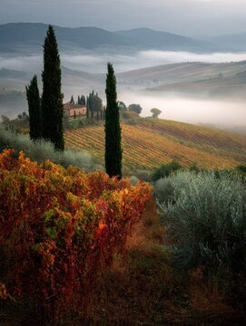 Cypress trees overlooking a foggy vineyard in Tuscany during autumn morning