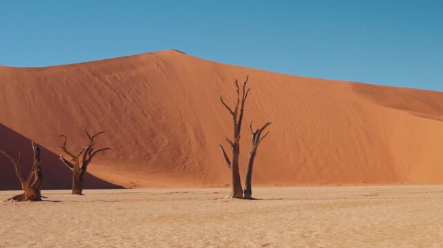 Iconic dead camel thorn trees in Sossusvlei Namibia desert