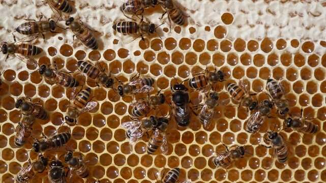 Nectar and honey from meadow and wild flowers. Contains the largest number of components useful for maintaining human health.
