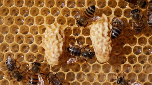 Future queen bees queen cells.  Bees create a queen cell and care for the future queen bee.