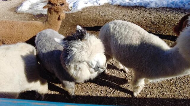 A baby alpaca walks around in a farm yard, exploring its surroundings. It trots happily along the ground. Adult alpacas are nearby, giving the baby some space while keeping an eye on it. 