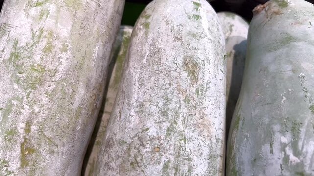 Fresh Wax Gourd Winter Melon Display at Local Market Close Up