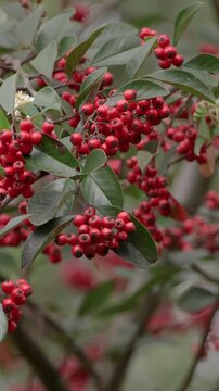 Tropical cotoneaster berries rocked by the wind
