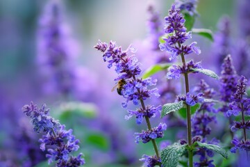 Obraz premium Intimate view of Nepeta blossoms and a busy bee in soft-focus greenery