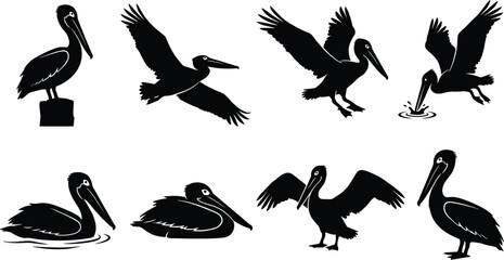 Set of pelican silhouette vector illustrations featuring perched, flying, landing, dipping, floating, resting, standing, and upright poses © MstMostarina