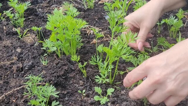 Growing ecologically carrots in beds. The process of thinning young carrots and weeding