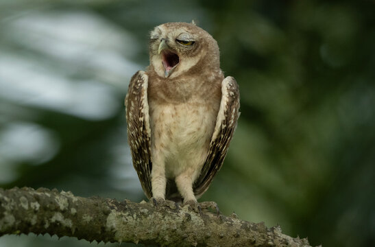 A yawning Spotted Owlet (Athene brama) perched on a branch.
