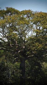 Samauma