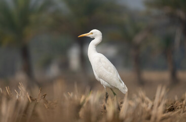 Obraz premium Cattle Egret (Bubulcus ibis) standing in a harvested paddy field.