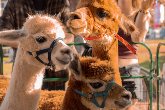 three alpacas in the sun