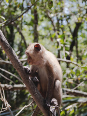 Naklejka premium Macaque monkey perched on tree branch in tropical forest