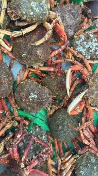 Close up of live crabs stacked in market crates for sale