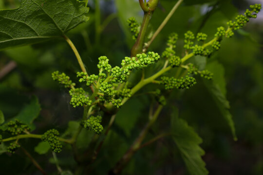 Young green grape inflorescences prepare to bloom on the vine among lush leaves. Small buds of future berries densely cover the shoots, symbolizing the beginning of a new summer harvest formation.
