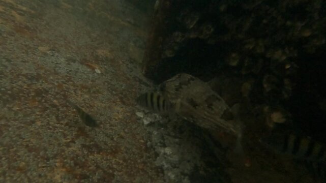 Underwater GoPro footage following a curious pufferfish as it swims around a sunken shipwreck. Clear blue water and the abandoned wreck create a dramatic marine scene full of exploration and adventure