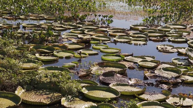 Floating water lily pads cover the pond's surface. Water droplets sit on some large pads. Green plants grow along the water's edge. The scene appears calm and natural