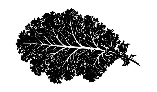 Organic kale leaf vector illustration isolated on white