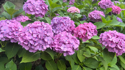 Fototapeta premium 紫陽花の花が咲く初夏の自然背景、梅雨や季節感を感じる華やかなフラワー素材