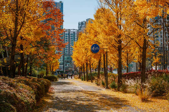 Olympic Park Avenue in Autumn - Seoul, South Korea