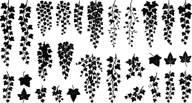 Hanging ivy vine garlands and green leaves vector silhouette set