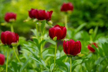 Obraz premium Like small crimson lanterns rising above the garden, the peony buds gather strength after the rain. Deep red peony buds (Paeonia ‘Mahogany’) emerging after rain in a lush garden. 