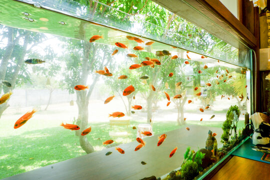 Aquarium tank full of small fish in living room,summer time and view garden,rest time in house,underwater world concept.