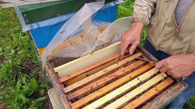 Beekeeper hands using metal hive tool to inspect wooden frames, close-up