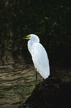 Snowy egret 