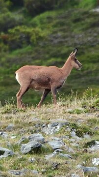 Rebeco cant&aacute;brico pastando en ladera de monta&ntilde;a