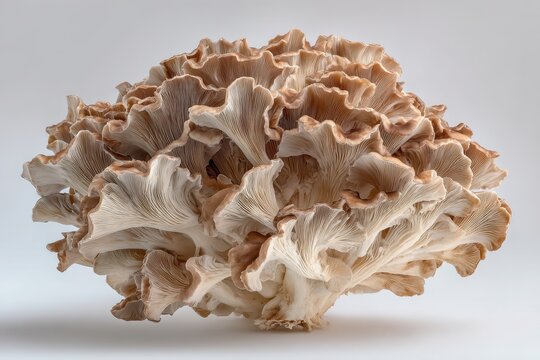 Composite arrangement of maitake mushrooms on a white background