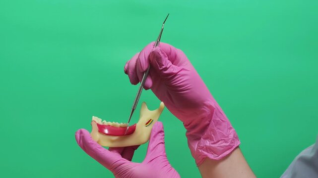 Dentist Examining Lower Jaw Model with Dental Probe on Green Screen