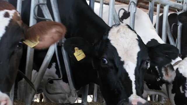 Close-up panning shot of dairy cows standing in metal headlocks inside a modern farm barn.