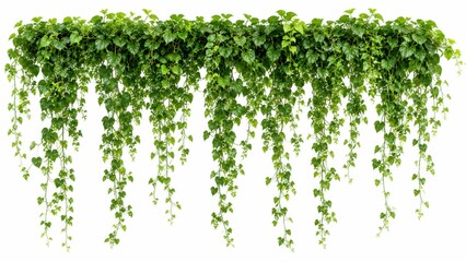 Fototapeta premium Green hanging ivy plants collection on white background for wall decoration.