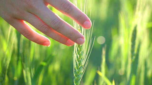 Touching a green spike in a field