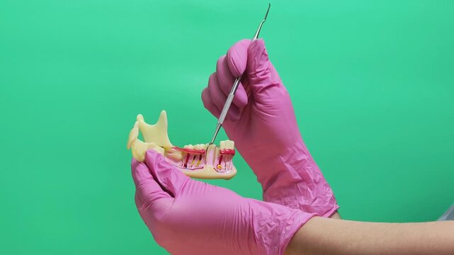 Dentist Explaining Tooth Root and Gum Anatomy on Jaw Model Against Green Screen