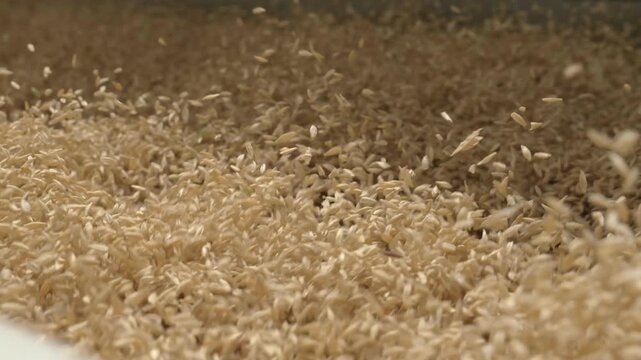 Macro shot of barley grains bouncing on a vibrating screen during the sifting process in an agricultural facility.