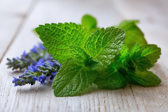 Close-up of vibrant green catnip leaves and catmint